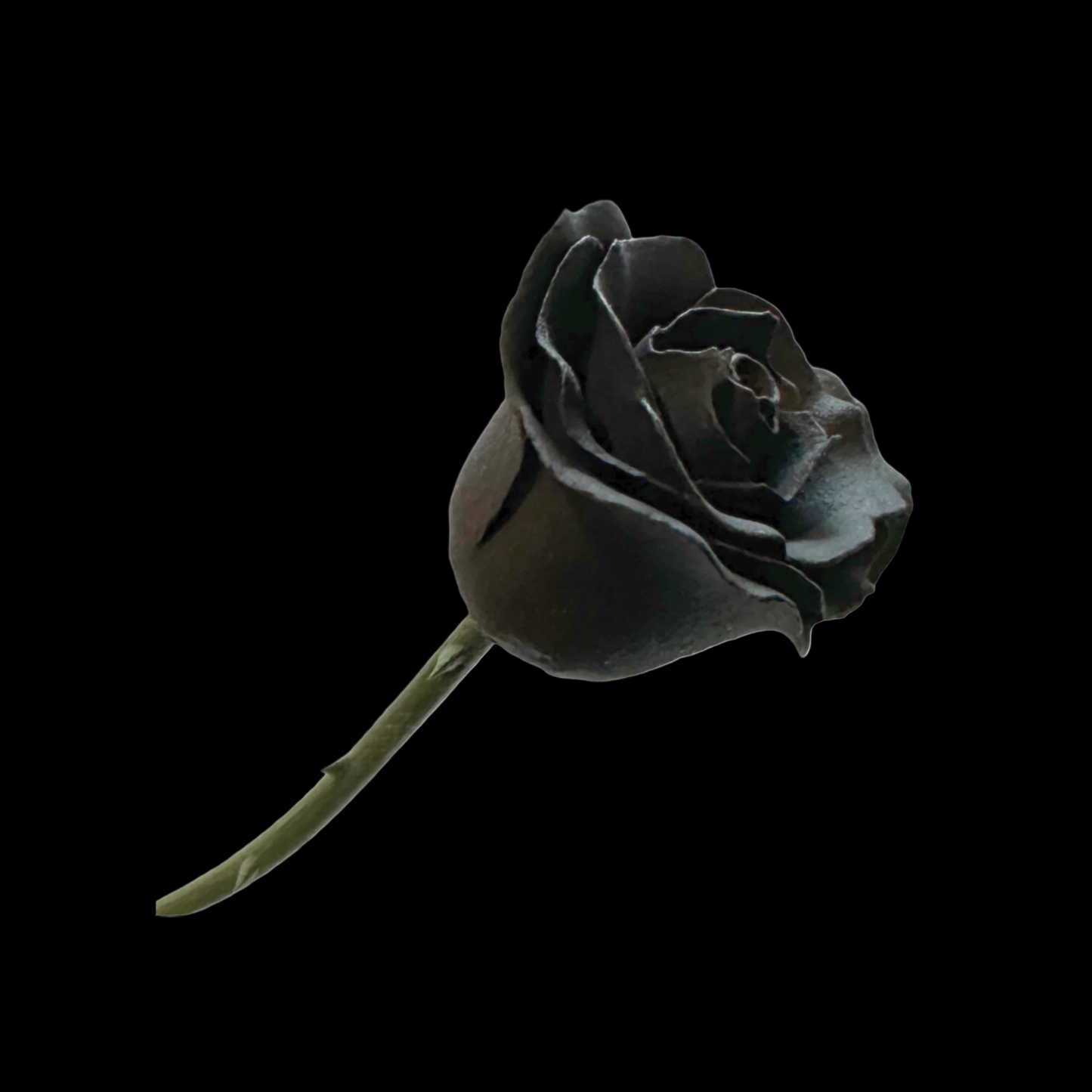 The Eternity Keepsake Rose 🌹