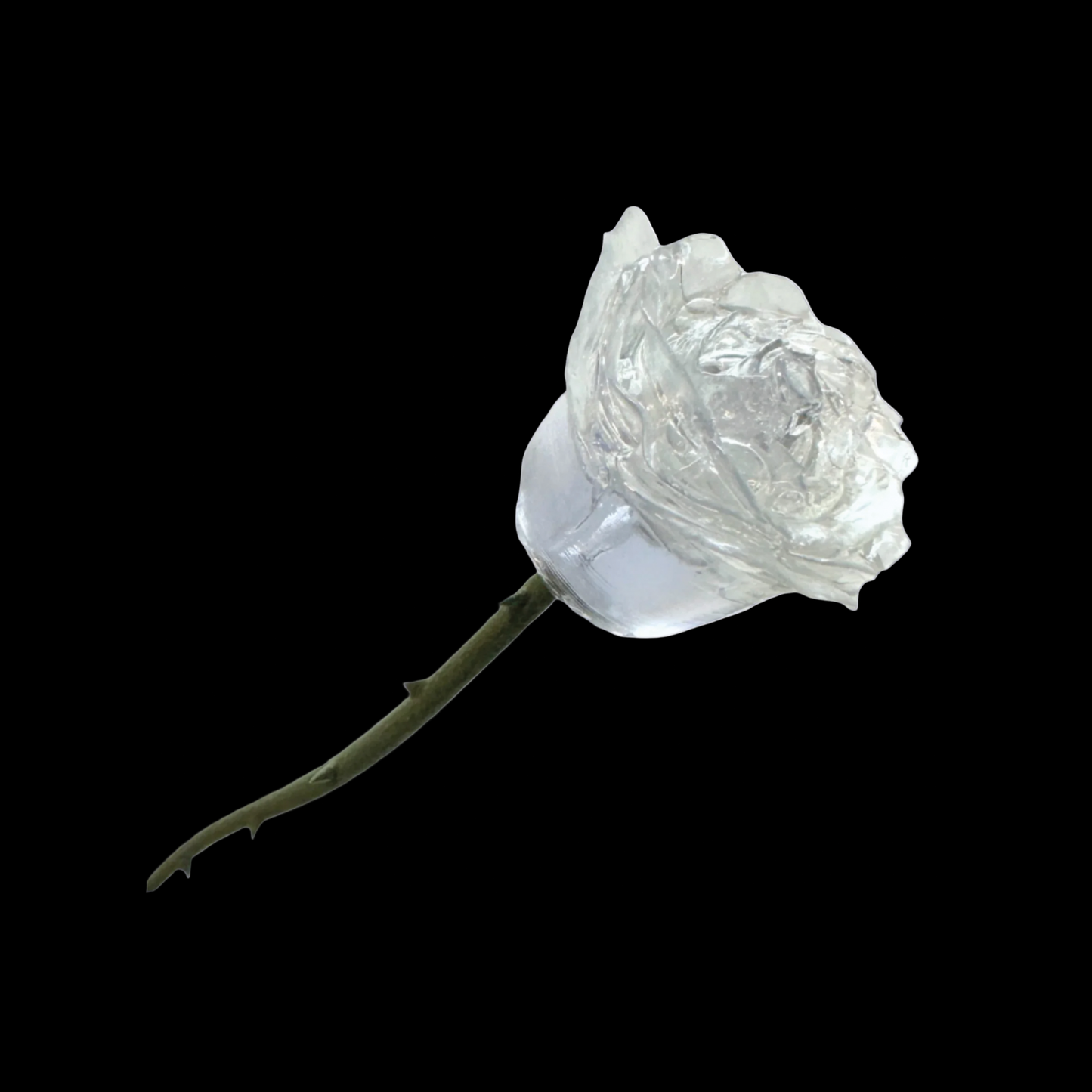 The Eternity Keepsake Rose 🌹